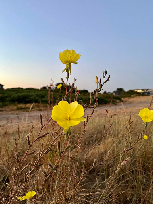 Buttercup Print